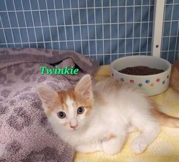 Twinkie (Apricot) -  Domestic Short Hair Cat for Adoption in Diamond Springs, California - Twinkie (Apricot) | PetCurious