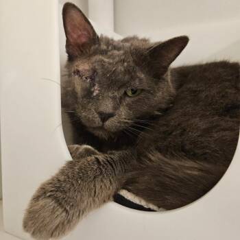 Domestic Short Hair Cats Available for Adoption - Leopold | PetCurious