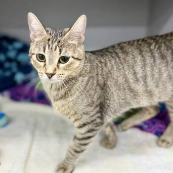 Portia -  Domestic Short Hair Cat for Adoption in Atlanta, Georgia - Portia | PetCurious