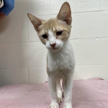 SVAS-Stray-39355 -  Domestic Short Hair Cat for Adoption in Lyndhurst, Virginia - SVAS-Stray-39355 | PetCurious