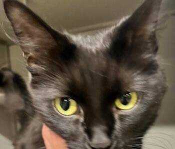 Coraline -  Domestic Medium Hair Cat for Adoption in Dayton, Minnesota - Coraline | PetCurious