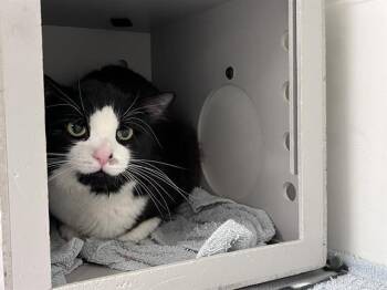 Domestic Medium Hair Cats Available for Adoption in Kent, Washington - ALOE | PetCurious