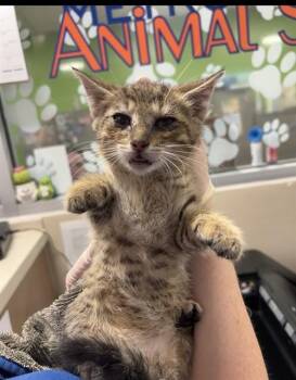 BABY RUTH -  Domestic Short Hair Cat for Adoption in Louisville, Kentucky - BABY RUTH | PetCurious