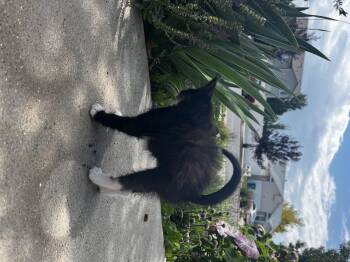 Bone Crusher -  Domestic Medium Hair Cat for Adoption in Fruit Heights, Utah - Bone Crusher | PetCurious