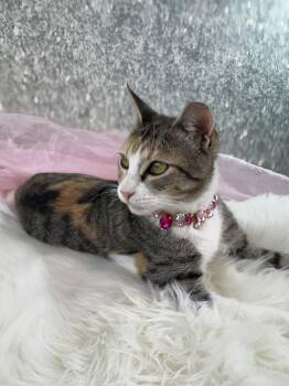 Calico and Tabby Cats Available for Adoption - Flower | PetCurious