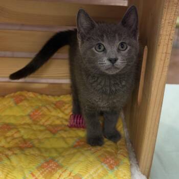 Domestic Short Hair Cats Available for Adoption in Lynchburg, Virginia - Daffodil | PetCurious