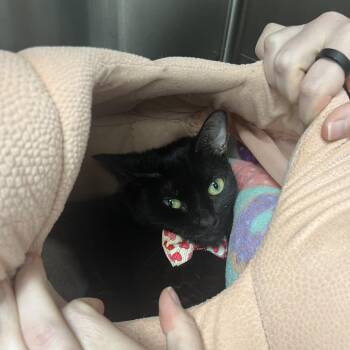 Maci May -  Domestic Short Hair Cat for Adoption in Lakeland, Florida - Maci May | PetCurious