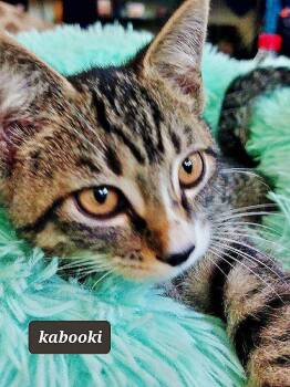 Teddy -  Domestic Short Hair Cat for Adoption in Oviedo, Florida - Teddy | PetCurious