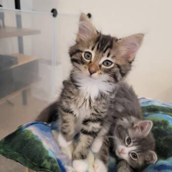 Eris -  Domestic Long Hair Cat for Adoption in Washougal, Washington - Eris | PetCurious