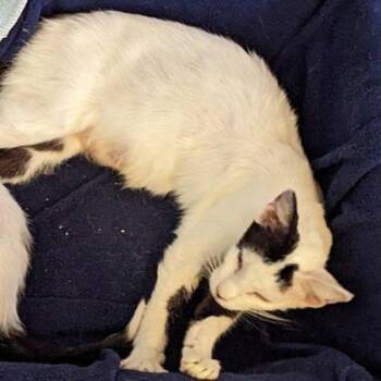 Australia -  Domestic Short Hair Cat for Adoption in Verona, Wisconsin - Australia | PetCurious