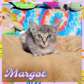 Rescue Domestic Short Hair Cats for Adoption in Daingerfield, Texas - Margot | PetCurious