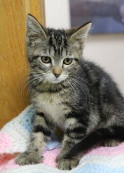 Toebeans -  Extra Toes Cat Hemingway Polydactyl Cat for Adoption in Portage, Wisconsin - Toebeans | PetCurious