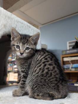 Domestic Short Hair Cats Available for Adoption in Lake Orion, Michigan - Togrog | PetCurious