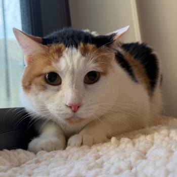 Callie -  Domestic Short Hair Cat for Adoption in West Palm Beach, Florida - Callie | PetCurious