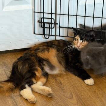 Gisele -  Domestic Long Hair Cat for Adoption in Mount Vernon, Arkansas - Gisele | PetCurious