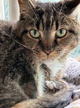 Lucy -  Domestic Short Hair Cat for Adoption in Bridgewater, New Jersey - Lucy | PetCurious