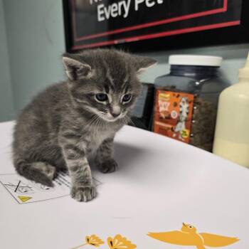 Domestic Short Hair Cats Available for Adoption in Edwardsville, Illinois - Mbk_4 | PetCurious