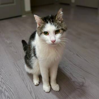 Rescue Domestic Short Hair Cats for Adoption in Columbia, South Carolina - Bastian | PetCurious