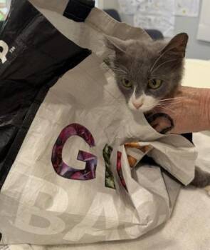 Avanna -  Domestic Short Hair Cat for Adoption in Windsor, Connecticut - Avanna | PetCurious