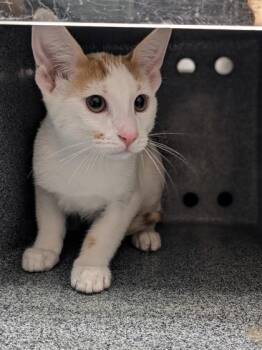 Harry -  Domestic Short Hair Cat for Adoption in Daytona Beach, Florida - Harry | PetCurious