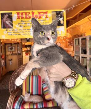 Calico and Dilute Calico Cats Available for Adoption - Sasha  | PetCurious