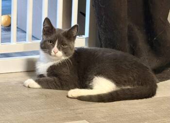 Phil -  Domestic Short Hair Cat for Adoption in Scranton, Pennsylvania - Phil | PetCurious