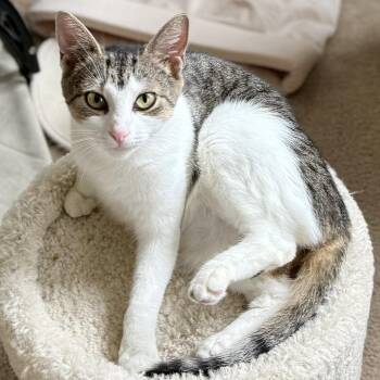 Rescue Domestic Short Hair Cats for Adoption in Dover, Delaware - Oaklee | PetCurious