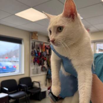 Domestic Short Hair Cats Available for Adoption - Timmy | PetCurious