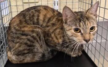 VIRGINIA -  Domestic Short Hair Cat for Adoption in Fort Myers, Florida - VIRGINIA | PetCurious