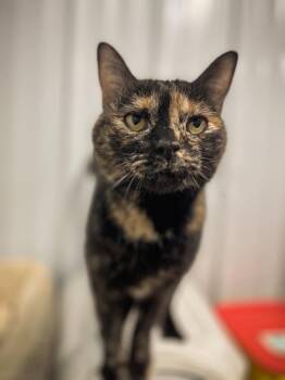 Domestic Short Hair Cats Available for Adoption - Nyla | PetCurious