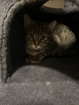 Rescue Domestic Short Hair Cats for Adoption in Cambridge, Ontario - Clive | PetCurious