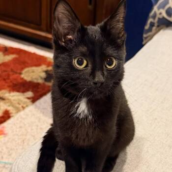 Platinum Knight -  Domestic Short Hair Cat for Adoption in Fredericksburg, Virginia - Platinum Knight | PetCurious