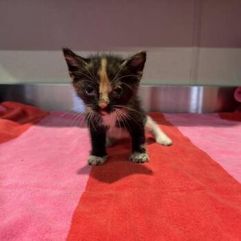 MaryKate* -  Domestic Short Hair Cat for Adoption in San Gabriel, California - MaryKate* | PetCurious