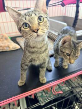 Kesha -  American Shorthair and Tabby Cat for Adoption in Shrewsbury, Massachusetts - Kesha | PetCurious