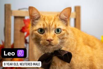 Leo -  Domestic Short Hair Cat for Adoption in Sevierville, Tennessee - Leo | PetCurious
