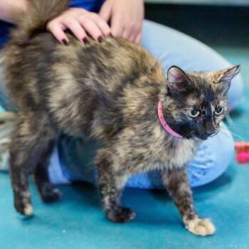 Ava -  Domestic Short Hair Cat for Adoption in Memphis, Tennessee - Ava | PetCurious