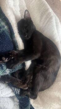 Domestic Short Hair Cats Available for Adoption in Plymouth, Michigan - Sirius | PetCurious