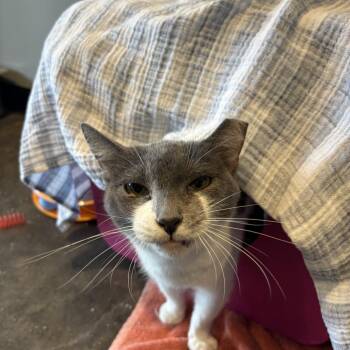 Domestic Short Hair Cats Available for Adoption - Babbling Brooke | PetCurious