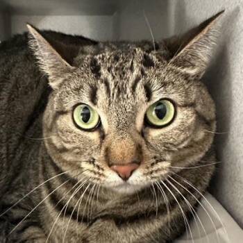Tabby and Domestic Short Hair Cats Available for Adoption in Red Bluff, California - *Luke | PetCurious