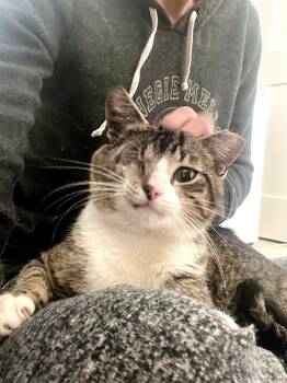 Domestic Short Hair Cats Available for Adoption in North Haven, Connecticut - Luffy The Friendly Pirate | PetCurious