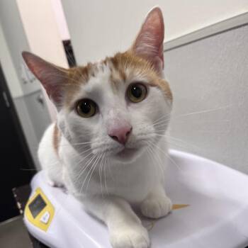 Bruno -  Domestic Short Hair Cat for Adoption in Tampa, Florida - Bruno | PetCurious
