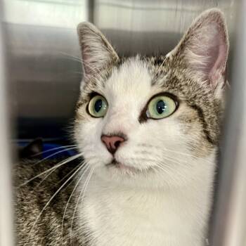 Rescue Domestic Short Hair Cats for Adoption in Port Charlotte, Florida - Meowth | PetCurious