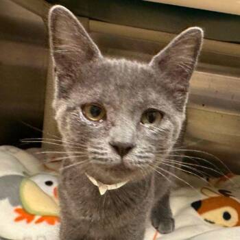 Porbeagle -  Domestic Short Hair Cat for Adoption in Walnut Creek, California - Porbeagle | PetCurious