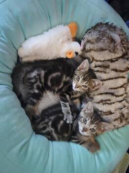Rescue Domestic Short Hair Cats for Adoption in Kent, Washington - PEGGY TOAD | PetCurious