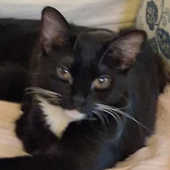 Jackie -  Domestic Short Hair and Tuxedo Cat for Adoption in Antioch, California - Jackie | PetCurious