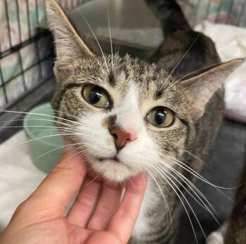 MARBLES -  Domestic Short Hair Cat for Adoption in Muskegon, Michigan - MARBLES | PetCurious