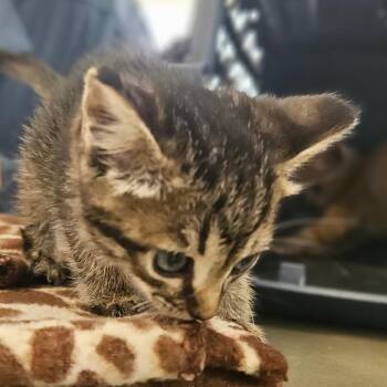 Pookie -  Domestic Short Hair Cat for Adoption in Montgomery, Alabama - Pookie | PetCurious