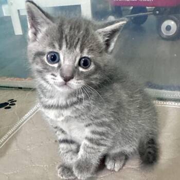 Domestic Short Hair Cats Available for Adoption in Madison, Wisconsin - Eliza | PetCurious