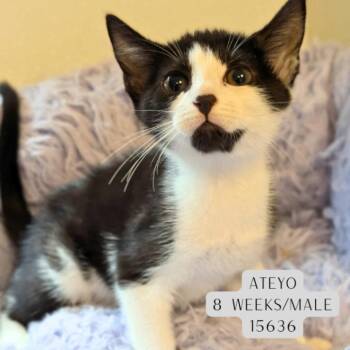 Ateyo -  Domestic Short Hair Cat for Adoption - Ateyo | PetCurious