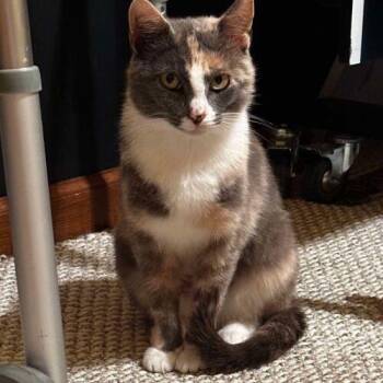 Elena Gilbert -  Domestic Short Hair Cat for Adoption in Tipp City, Ohio - Elena Gilbert | PetCurious